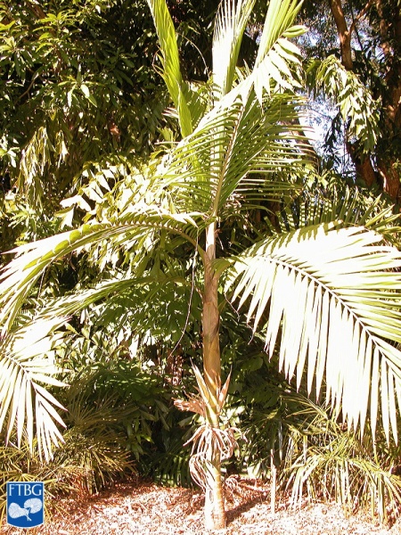 Bestand:Burretiokentia hapala palmboom in bloei (2).jpg
