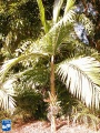 Burretiokentia hapala palmboom in bloei (2).jpg