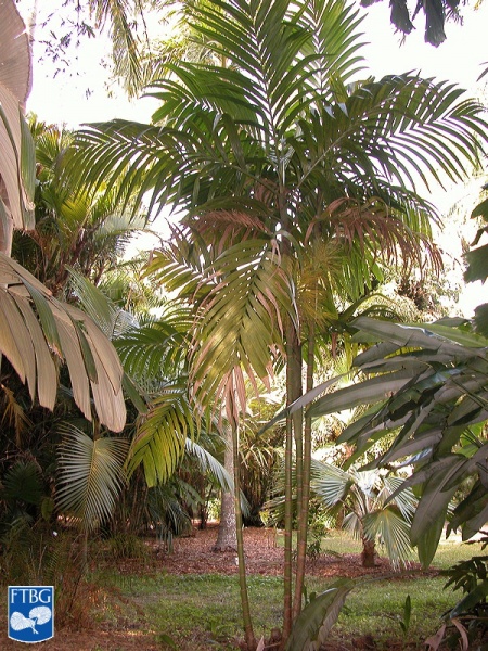 Bestand:Areca triandra palmboom (2).jpg