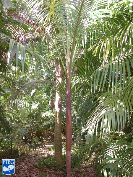 Bestand:Acanthophoenix rubra palmboom (2).jpg