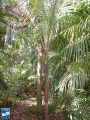 Acanthophoenix rubra palmboom (2).jpg