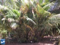 Arenga engleri (Dwerg Suiker Palm) palmboom.jpg