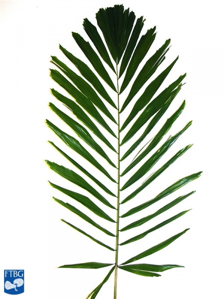 Bestand:Arenga microcarpa blad (4).jpg