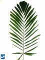 Arenga microcarpa blad (4).jpg