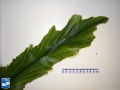 Arenga undulatifolia blad segment.jpg