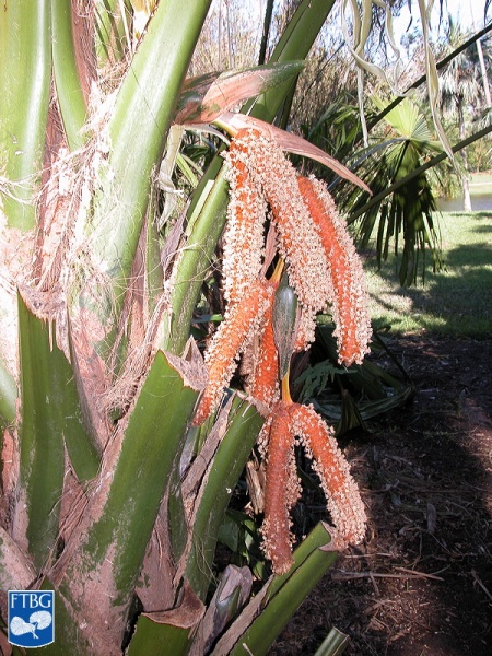 Bestand:Borassodendron machadonis bloei (4).jpg