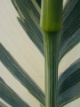 Canna stuttgart blad close-up.jpg