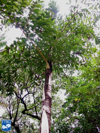 Caryota maxima palmboom.jpg