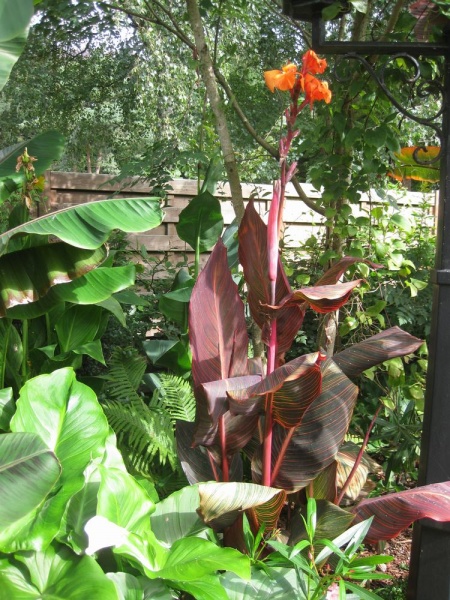 Bestand:Tropicana.JPG