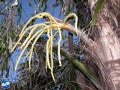 Arenga undulatifolia bloei (2).jpg