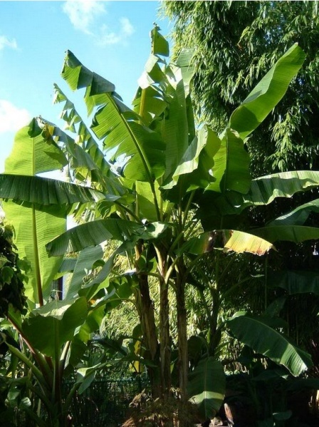 Bestand:Musa sikkimensis Darjeeling banaan.jpg