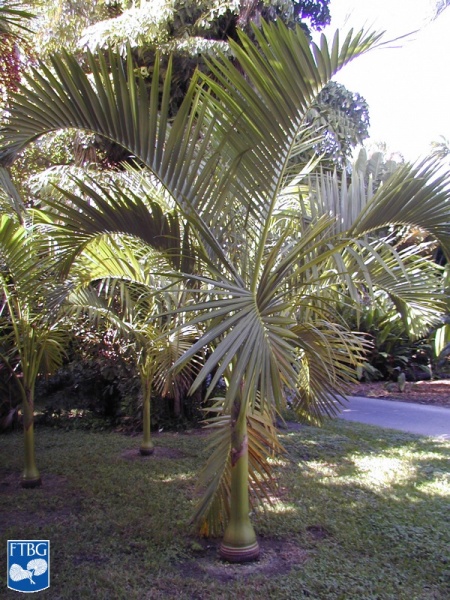 Bestand:Carpoxylon macrospermum palmboom (2).jpg