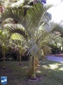 Carpoxylon macrospermum palmboom (2).jpg