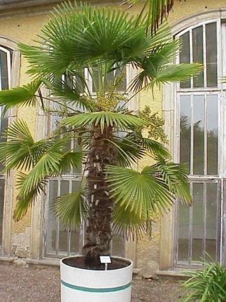 Trachycarpus Fortunei.jpg