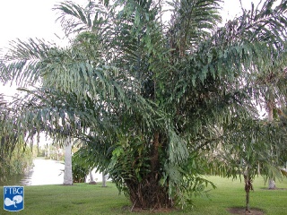 Arenga undulatifolia palmboom.jpg