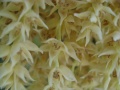 Close up bloemvorm Phoenix roebelenii.jpg