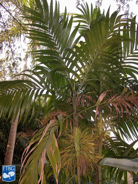 Bestand:Areca triandra palmboom.jpg
