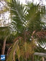Areca triandra palmboom.jpg