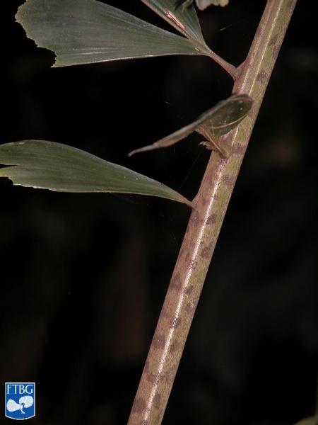 Bestand:Caryota ophiopellis bladsteel.jpg