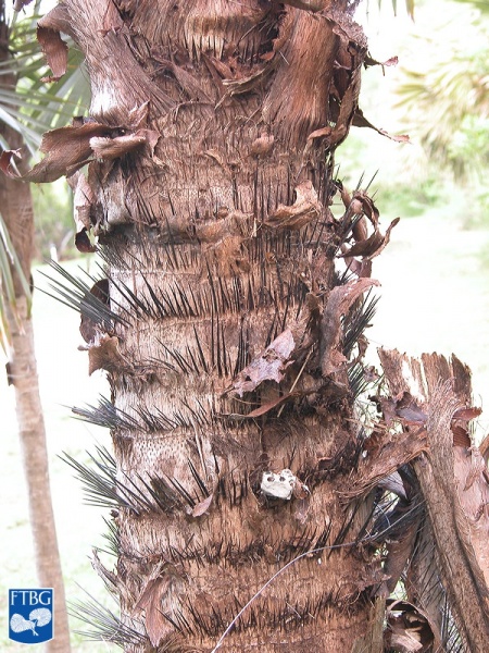 Bestand:Acrocomia aculeata (Coyolpalm) stam.jpg