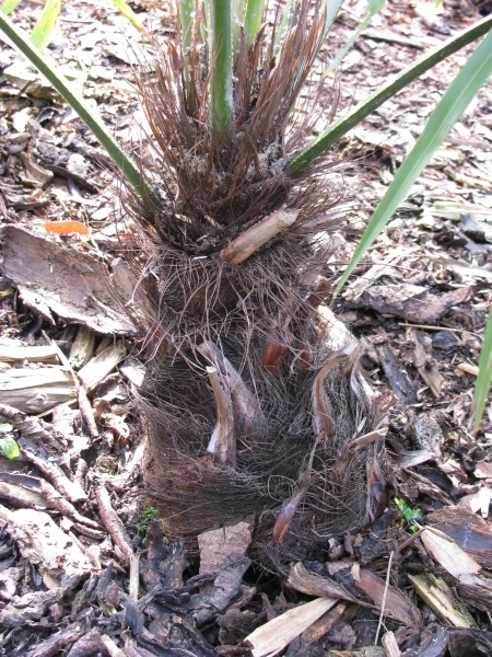 Bestand:Trachycarpus princeps stam.JPG