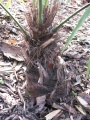 Trachycarpus princeps stam.JPG