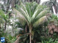Calyptrogyne rivalis palmboom (2).jpg