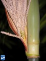 Areca macrocalyx bloem (2).jpg