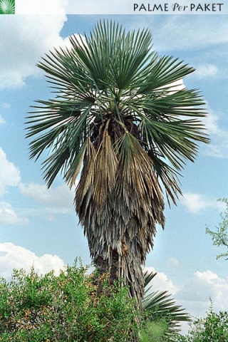 TriCam3.jpg