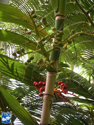Areca guppyana palmboom.jpg