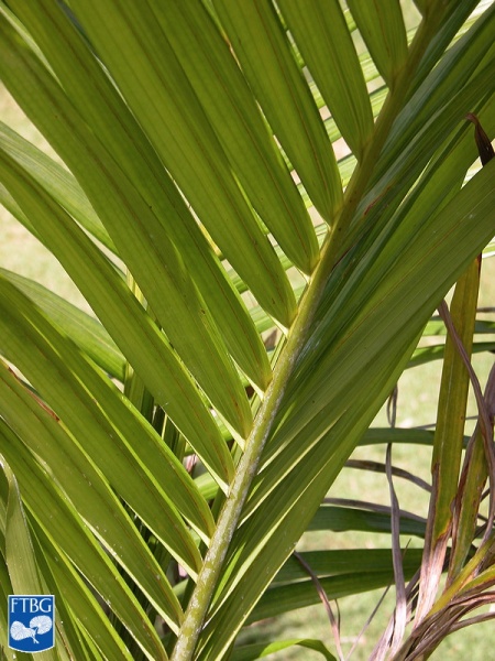 Bestand:Calyptrogyne plumeriana blad.jpg