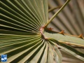 Acoelorrhaphe wrightii (Everglades palm) aanzet blad.jpg