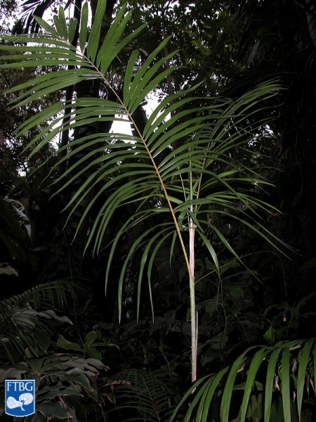 Bestand:Calamus longipinna palmboom (3).jpg
