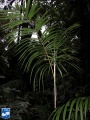 Calamus longipinna palmboom (3).jpg