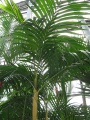 450px-Pinanga coronata2.jpg