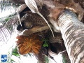 Attalea butyracea volwassen palm in bloei.jpg