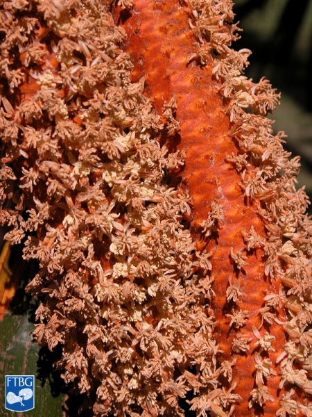Bestand:Borassodendron machadonis bloei close up (2).jpg