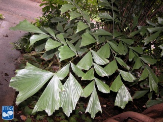 Caryota monostachya palm (2).jpg