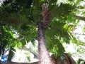 Aiphanes minima (Macaw palm) stam met kroon.jpg